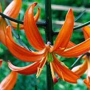 Orange Marmalade - floret